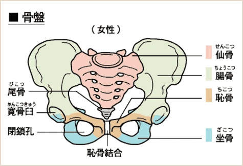 下半身美人ベルトの効果を「日本女性骨盤底医学会」で発表