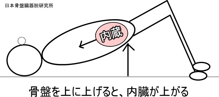 骨盤を上げると内臓が上がることを示す図