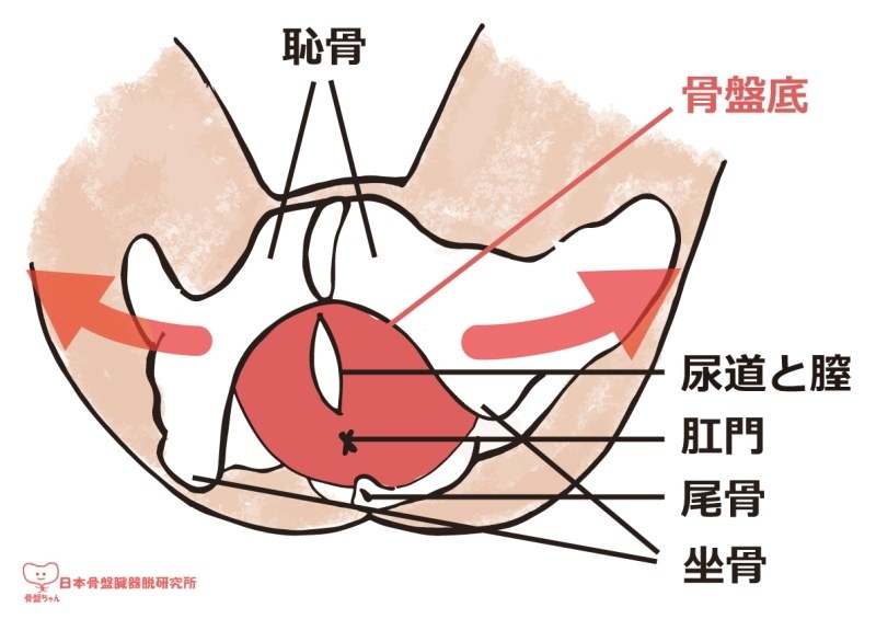 骨盤底の位置を示す解剖図（恥骨・尿道と膣・肛門・尾骨・坐骨）